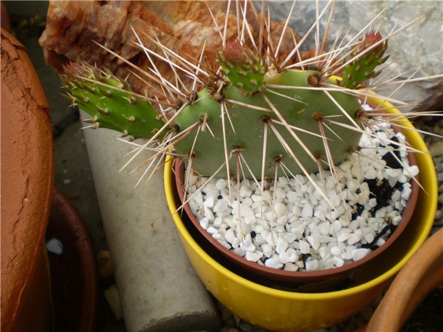 kaktus